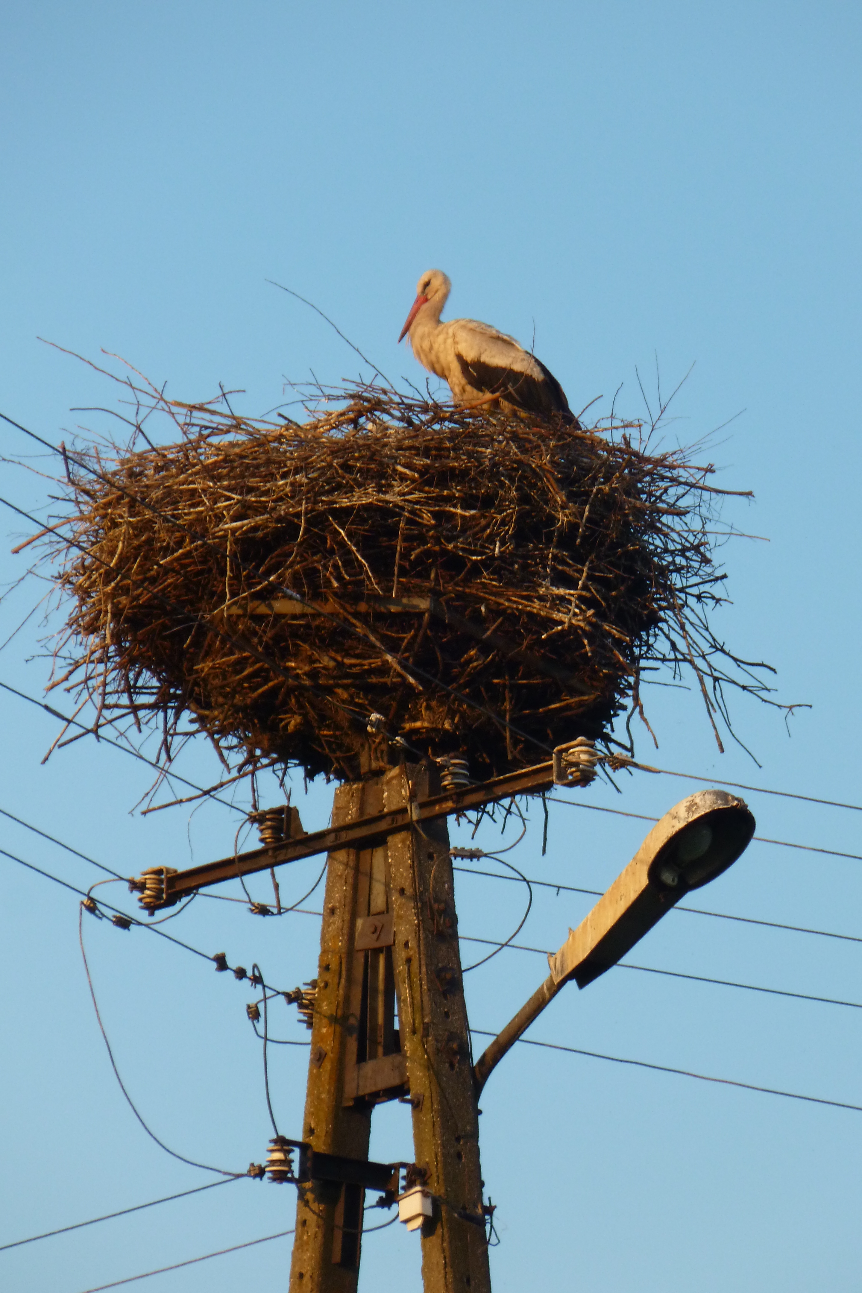 Polish Museum Auckland NZ. Stork nest.